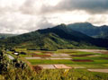 Hawaii fields